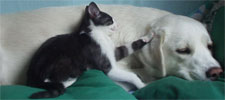Cats & Dogs